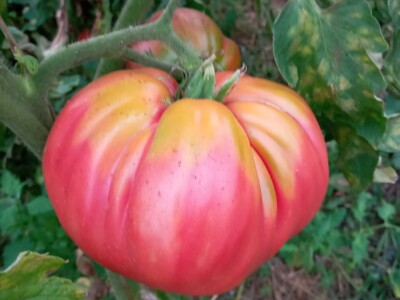 Zauzela svekrvinu teritoriju - u vrt s razlogom dovela krznene koke i patke specijalce