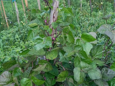 Zauzela svekrvinu teritoriju - u vrt s razlogom dovela krznene koke i patke specijalce