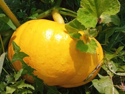 Zauzela svekrvinu teritoriju - u vrt s razlogom dovela krznene koke i patke specijalce