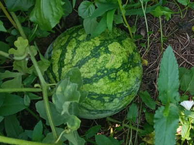 Zauzela svekrvinu teritoriju - u vrt s razlogom dovela krznene koke i patke specijalce