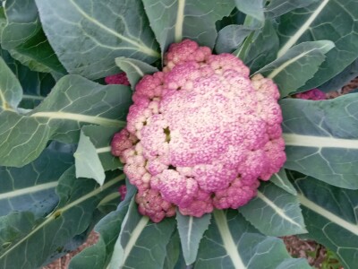 Zauzela svekrvinu teritoriju - u vrt s razlogom dovela krznene koke i patke specijalce