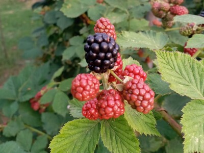 Zauzela svekrvinu teritoriju - u vrt s razlogom dovela krznene koke i patke specijalce