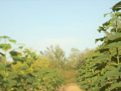 Paulovnija Paulovnija