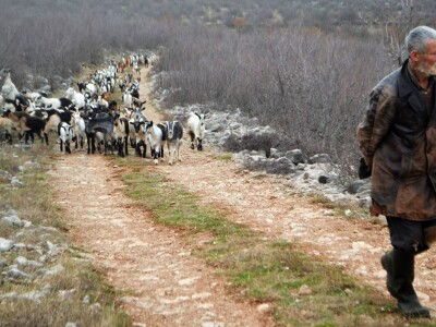 Povratak otpisanih: Dmitru se vratile prodana šara i prežaljena crna koza! Povratak otpisanih: Dmitru se vratile prodana šara i prežaljena crna koza!