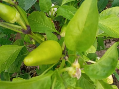 Zauzela svekrvinu teritoriju - u vrt s razlogom dovela krznene koke i patke specijalce