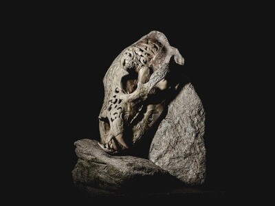 Gravura na lubanji medvjeda