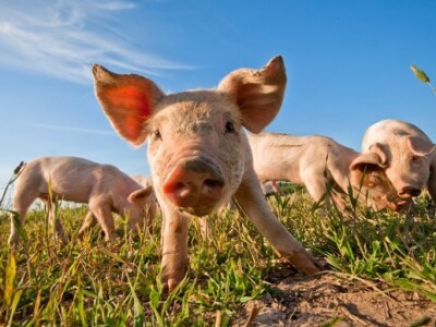 Kako Bjelovarsko-bilogorska županija pomaže poljoprivrednicima