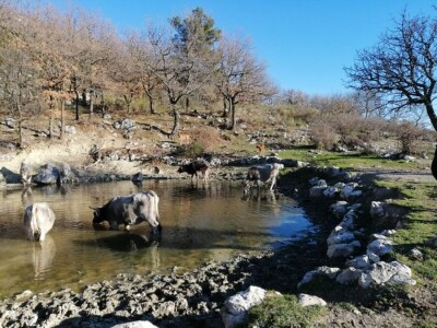 OPG Roguljić u Kučinama proizvodi med i pčelinje proizvode, soparnik, maslinovo ulje i suhe smokve te uzgaja buše