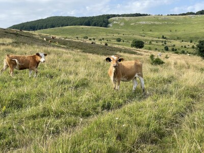 Tešija … ne objaviti još