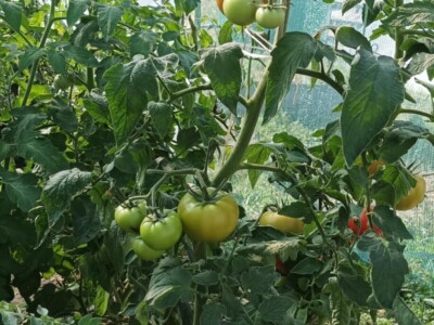 Greške u proizvodnji paradajza