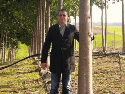 Drvo paulovnije staro 4 godine Drvo paulovnije staro 4 godine