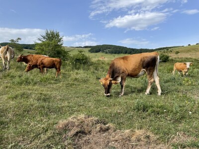 Tešija … ne objaviti još