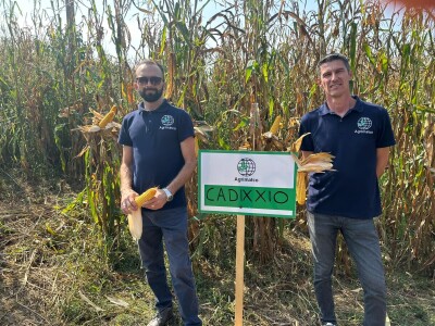 "Dani polja kukuruza" u Velikoj Kladuši