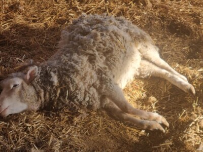 Ovce sve češće meta pasa lutalica