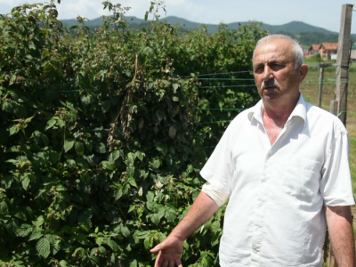 Osiguravanje useva maline