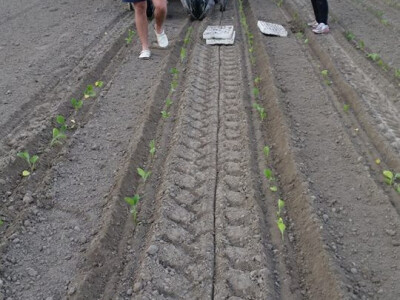 OPG Cetinić Frankos OPG Cetinić Frankos