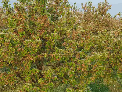 Voćari i vinogradari zbrajaju štete