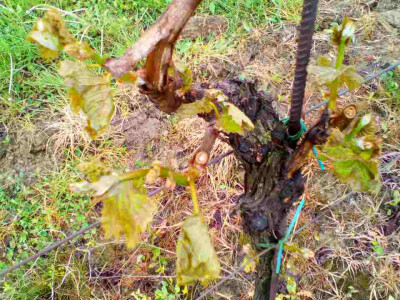 Voćari i vinogradari zbrajaju štete
