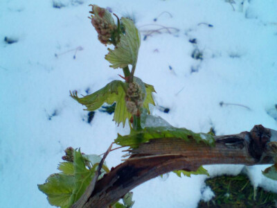 Voćari i vinogradari zbrajaju štete