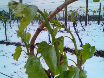 Voćari i vinogradari zbrajaju štete