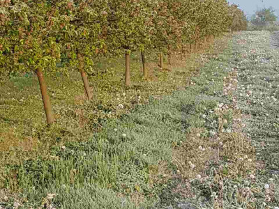 Voćari i vinogradari zbrajaju štete