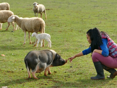 Poljoprivredne emisije u Hrvatskoj