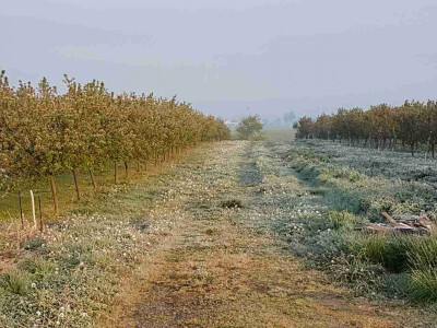 Voćari i vinogradari zbrajaju štete