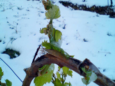 Voćari i vinogradari zbrajaju štete