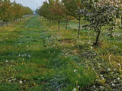 Voćari i vinogradari zbrajaju štete