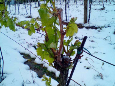 Voćari i vinogradari zbrajaju štete