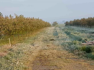 Voćari i vinogradari zbrajaju štete