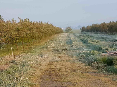 Voćari i vinogradari zbrajaju štete