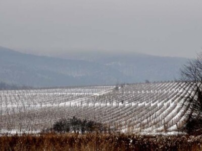 Mitrovac, jedan od najboljih vinogradarskih položaja