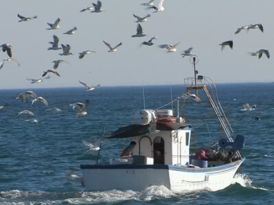 SCARYBIRD: Da više u proizvodnji nemate problema s pticama