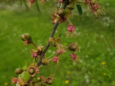 Voćari i vinogradari zbrajaju štete