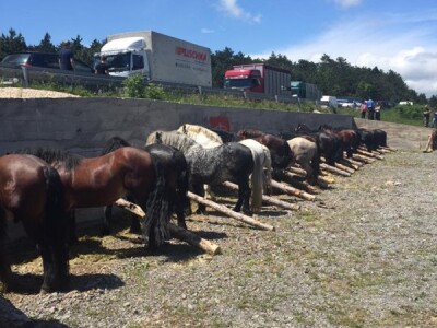 2. smotra Hrvatskog hladnokrvnjaka