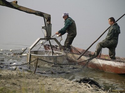 Izlov ribe PP Orahovica
