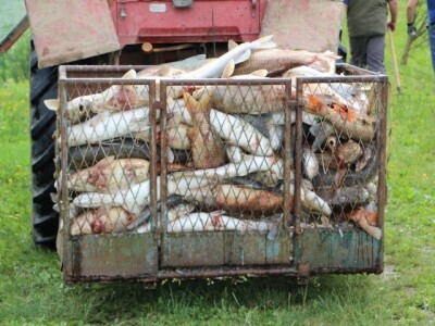 Pomor ribe u jakšičkom ribnjaku Pomor ribe u jakšičkom ribnjaku