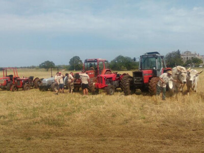 5. Županijsko natjecanje u oranju Istarske županije i 2. Županijsko natjecanje u oranju volovskim zapregama