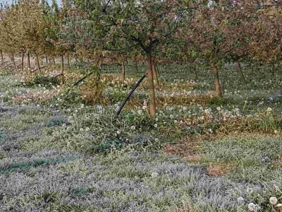 Voćari i vinogradari zbrajaju štete