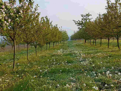 Voćari i vinogradari zbrajaju štete