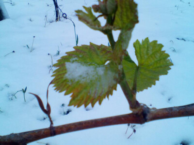 Voćari i vinogradari zbrajaju štete