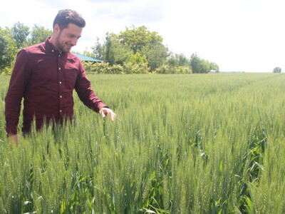 Axereal dan polja pšenice u Čađavici