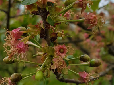 Voćari i vinogradari zbrajaju štete