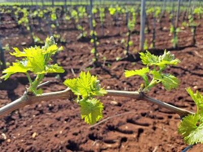 AgroChem Maks - dani polja AgroChem Maks - dani polja