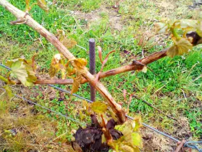 Voćari i vinogradari zbrajaju štete
