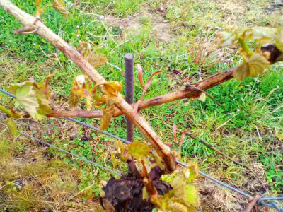 Voćari i vinogradari zbrajaju štete