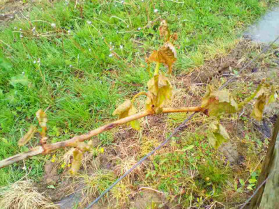 Voćari i vinogradari zbrajaju štete