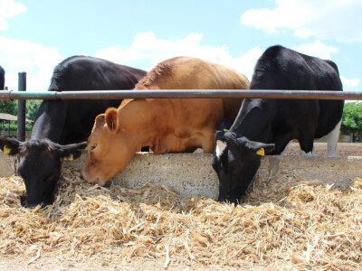 Mlečne krave i izložba životinja Pantelimon kod Bukurešta
