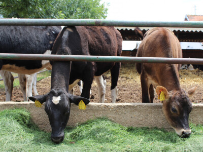 Mliječne krave i izložba životinja Pantelimon kod Bukurešta